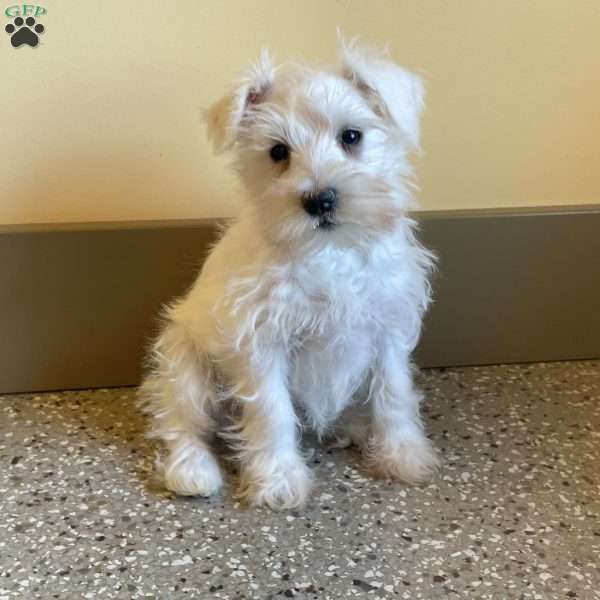 Issy, Miniature Schnauzer Puppy
